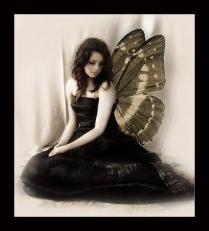 angel butterfly Pictures, Images and Photos