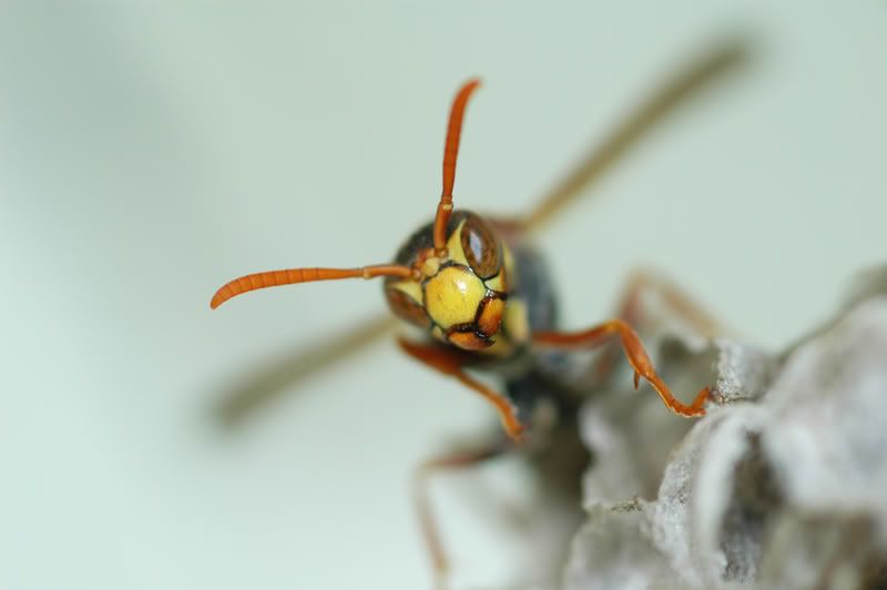 wasp3.jpg