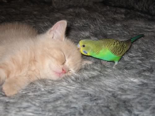 Kissing+parakeets