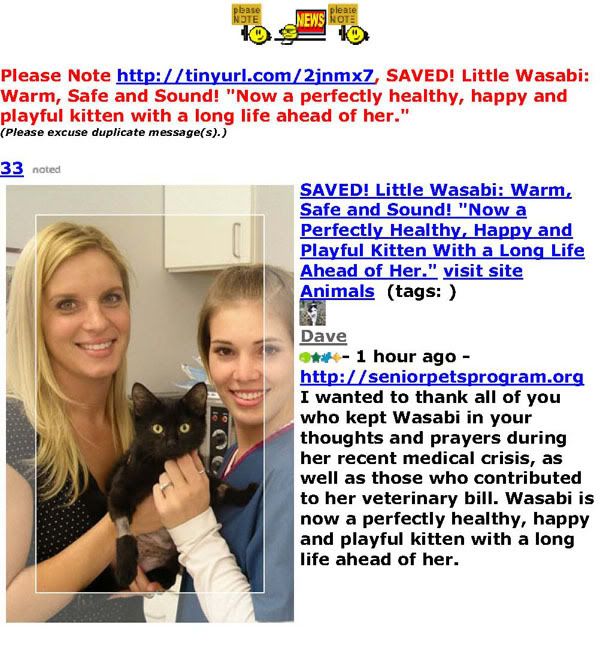 SAVED! Little Wasabi: Warm, Safe and Sound! "Now a perfectly healthy, happy and playful kitten with a long life ahead of her."