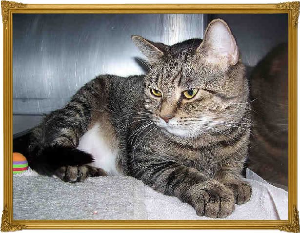 Kiwi the Shelter Kitty! Kiwi the Shelter Kitty!