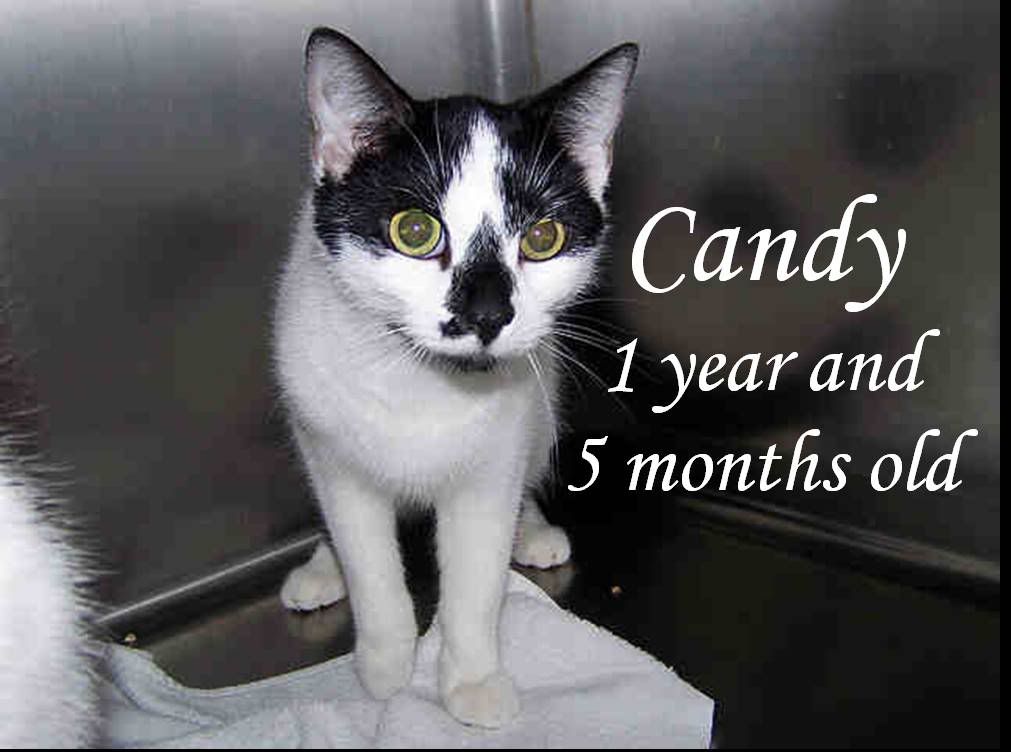 Candy has left the shelter.