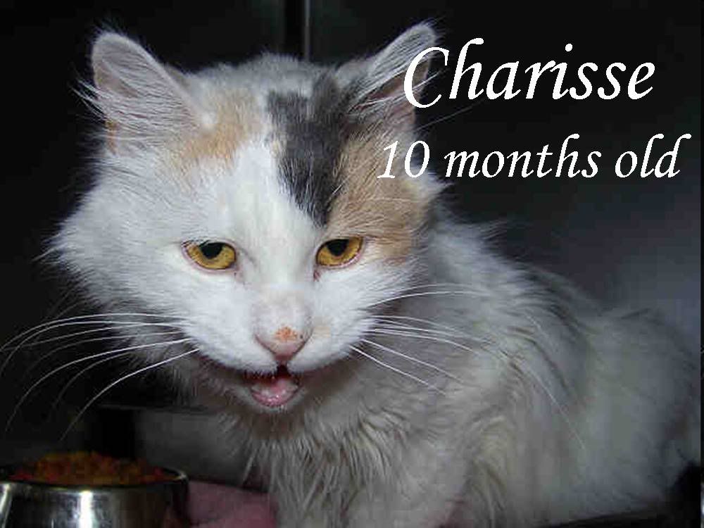 Charisse has left the shelter.