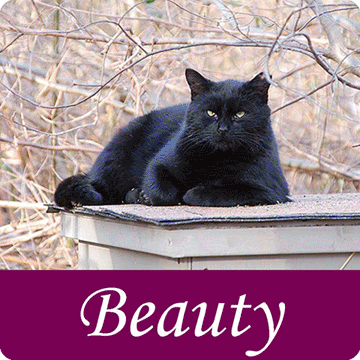 The stunning feral cats of Rosebud Colony need your help!