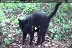 Watch Beauty the Feral Kitty on YouTube