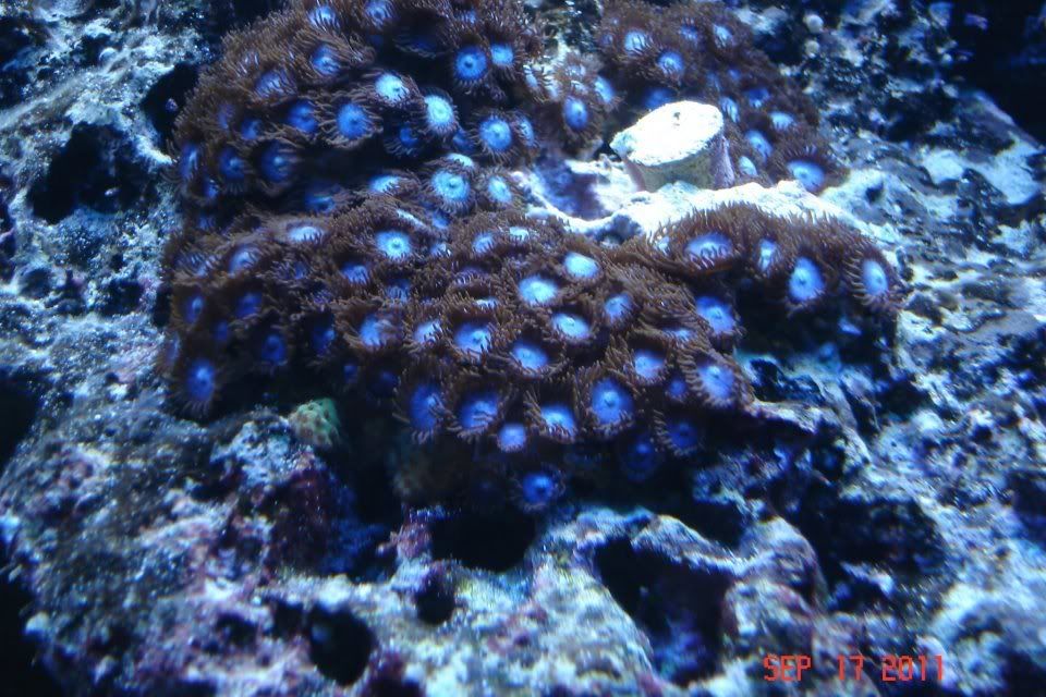 BlueZoas.jpg