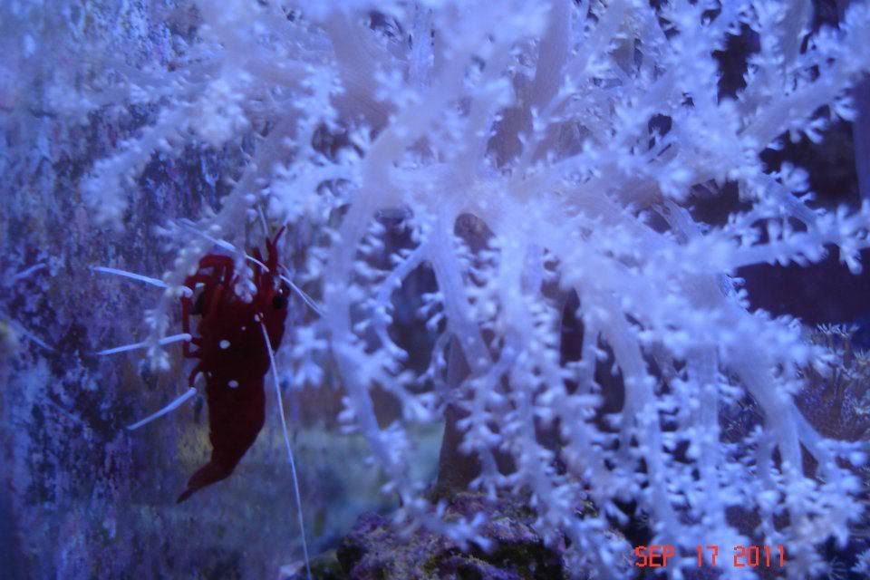 Fireshrimp.jpg