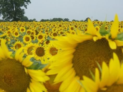 yellow photo: Sunflowers by the Acre sunflower2.jpg