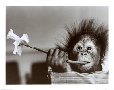monkey.jpg