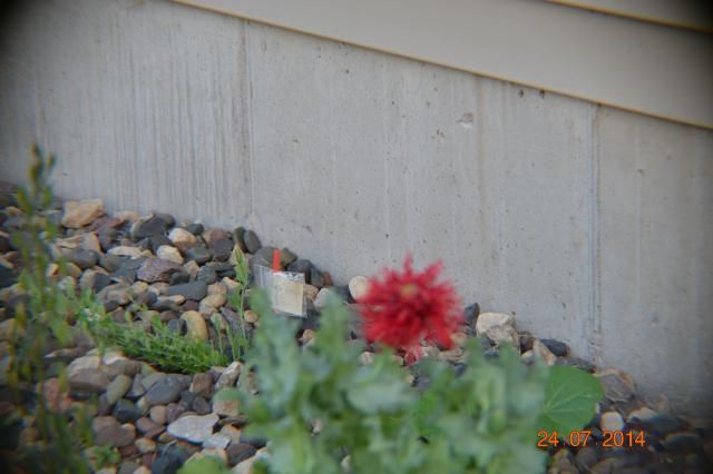 poppy photo 005-1.jpg