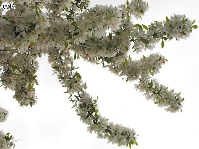 white 09 flowers