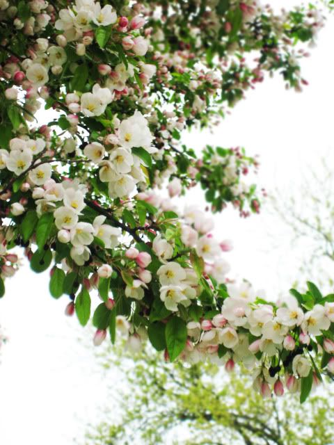 spring 2010 flowers