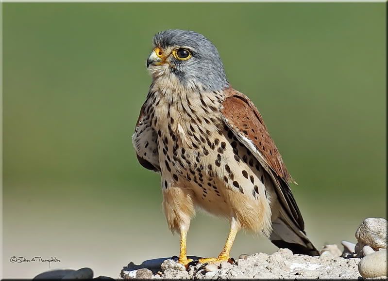 IMAGE: http://i174.photobucket.com/albums/w107/luckyart60/AS0F1656e_resize.jpg