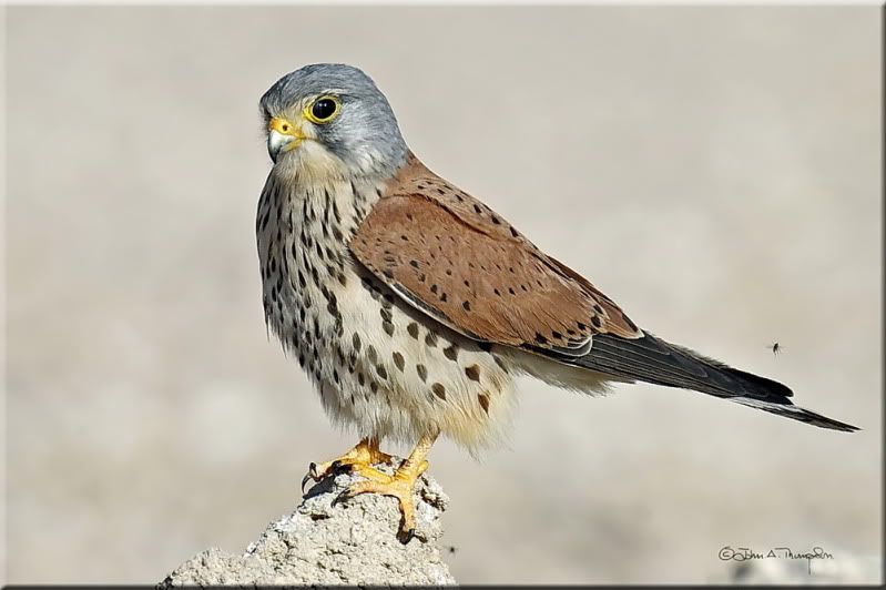 IMAGE: http://i174.photobucket.com/albums/w107/luckyart60/AS0F1694_resize.jpg