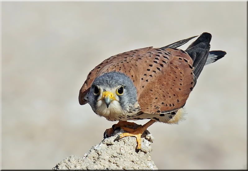 IMAGE: http://i174.photobucket.com/albums/w107/luckyart60/AS0F1695_resize.jpg