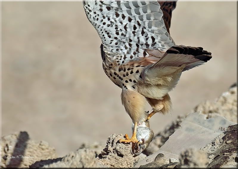 IMAGE: http://i174.photobucket.com/albums/w107/luckyart60/AS0F1701_resize.jpg