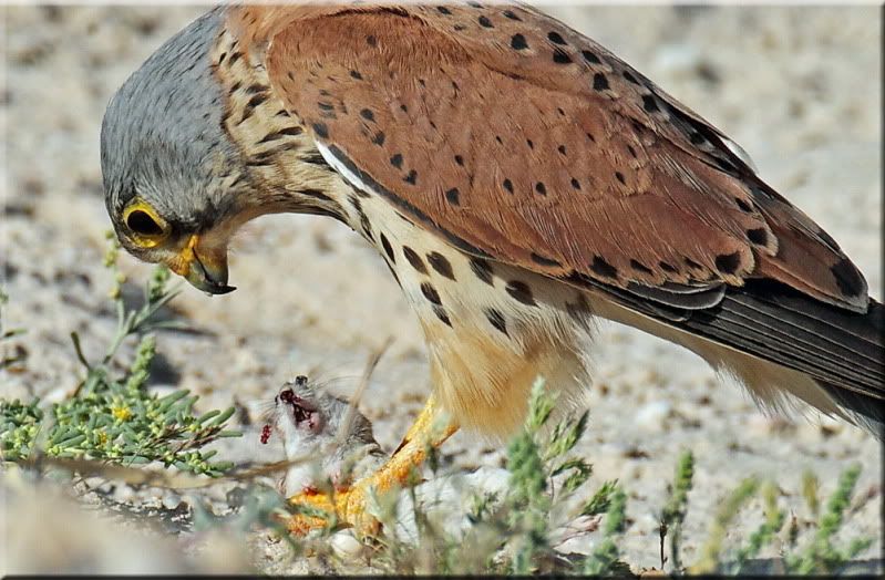 IMAGE: http://i174.photobucket.com/albums/w107/luckyart60/AS0F1714new_resize.jpg