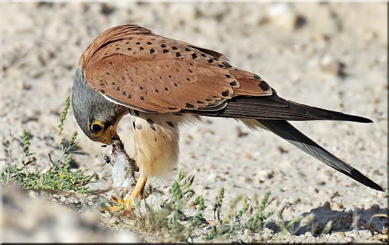 IMAGE: http://i174.photobucket.com/albums/w107/luckyart60/AS0F1726_resize.jpg