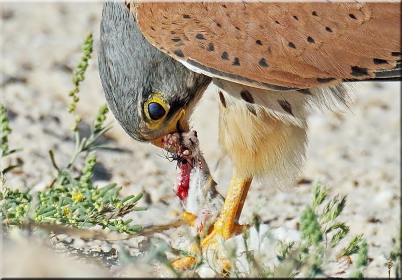 IMAGE: http://i174.photobucket.com/albums/w107/luckyart60/AS0F1744c_resize-1.jpg