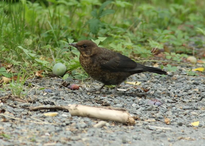 IMAGE: http://i174.photobucket.com/albums/w107/luckyart60/Thrush4_resize.jpg?t=1248204308