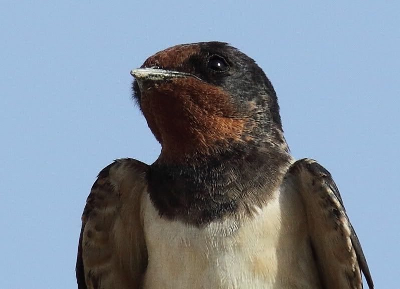 IMAGE: http://i174.photobucket.com/albums/w107/luckyart60/_MG_7069c.jpg?t=1255359853