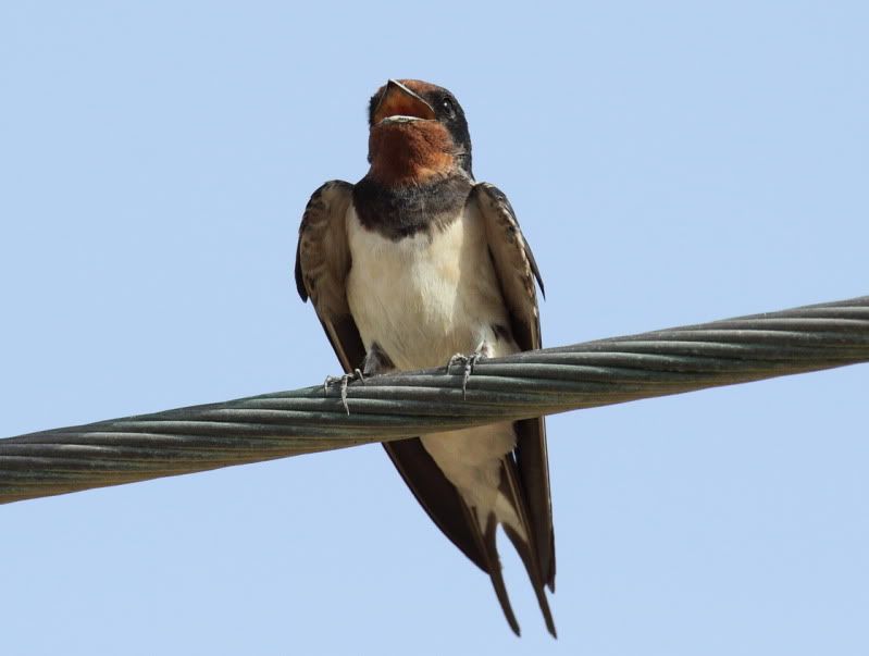 IMAGE: http://i174.photobucket.com/albums/w107/luckyart60/_MG_7073_resize-1.jpg?t=1255361972