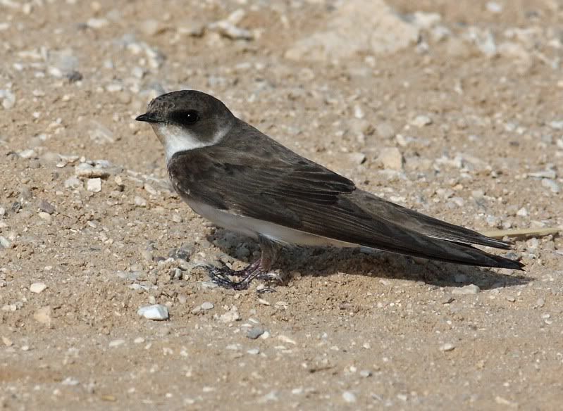 IMAGE: http://i174.photobucket.com/albums/w107/luckyart60/_T1X7390_resize.jpg?t=1255362503