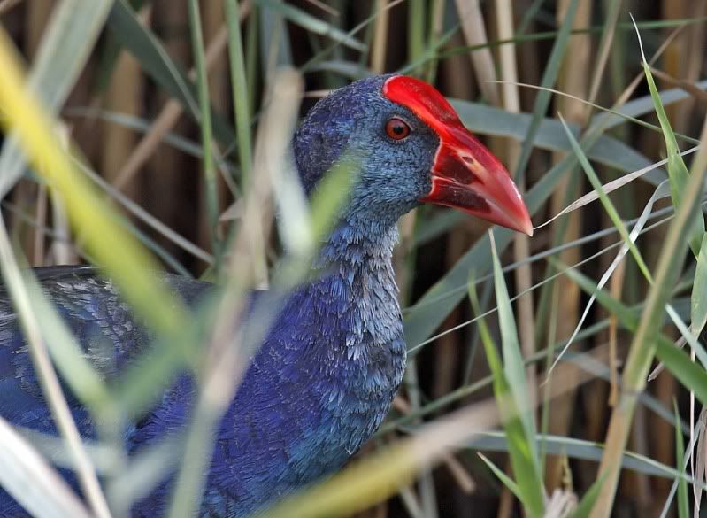 IMAGE: http://i174.photobucket.com/albums/w107/luckyart60/_T1X8583_resize.jpg?t=1255359509