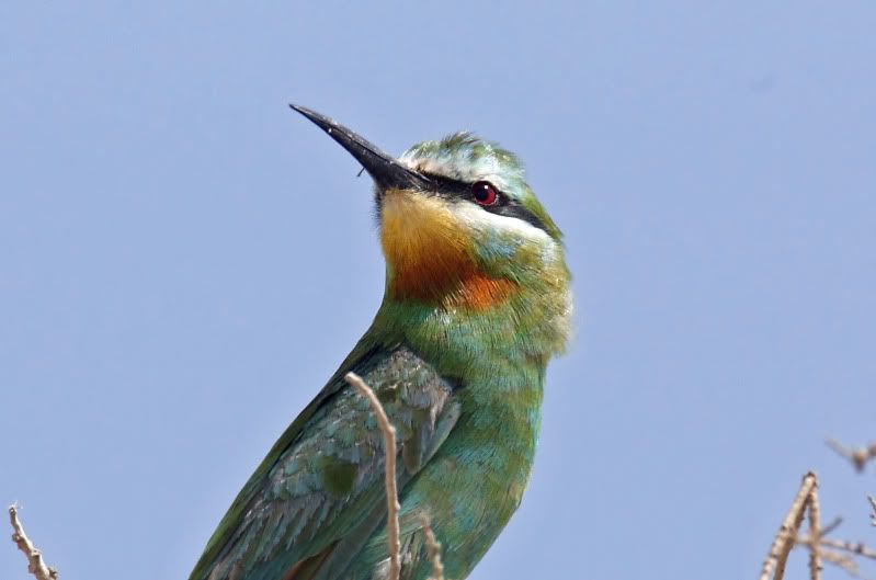 IMAGE: http://i174.photobucket.com/albums/w107/luckyart60/_T1X9082_filtered.jpg?t=1255359087