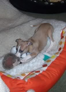 whippet crate training