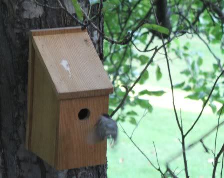 chickadee_2.jpg