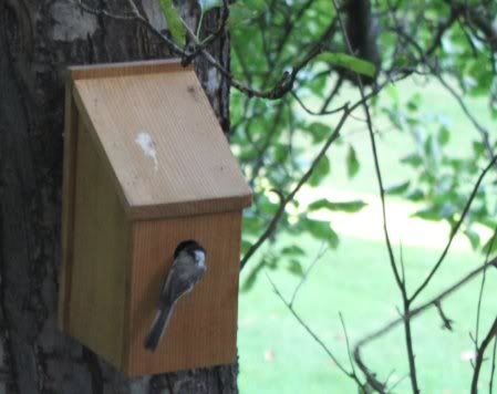 chickadee_3.jpg