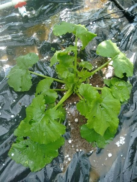 hail_2016jun12_175338143_zps3d8fenfv.jpg