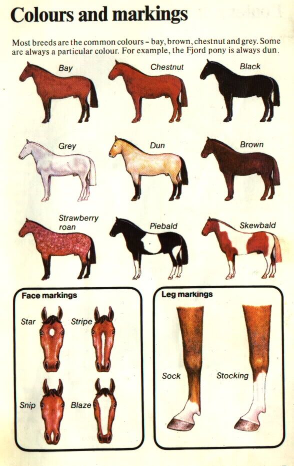 horse0.jpg