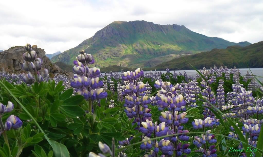 IMAGE: http://i174.photobucket.com/albums/w110/boomer1954/razorback_2-1.jpg