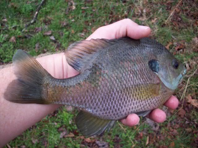 Anyone else accidentally catch bluegill while bass fishing : r