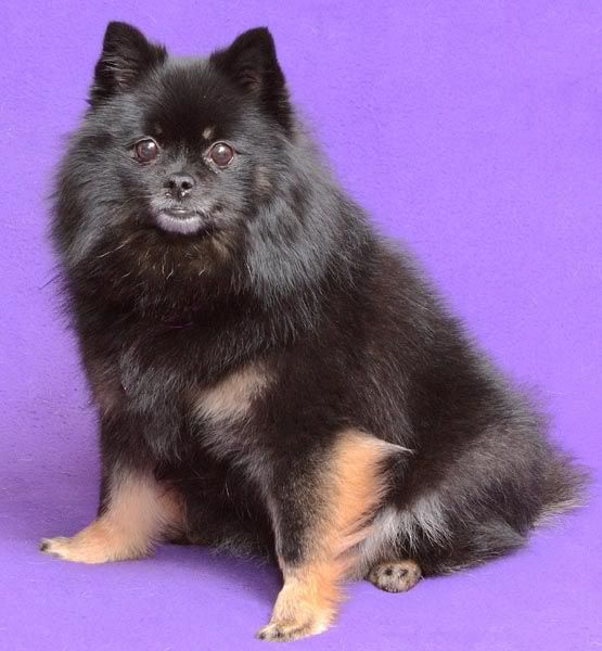 IMAGE: http://i174.photobucket.com/albums/w110/jnbradley3/Charlie2-3.jpg