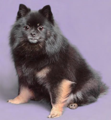 IMAGE: http://i174.photobucket.com/albums/w110/jnbradley3/Charlie2-5.jpg