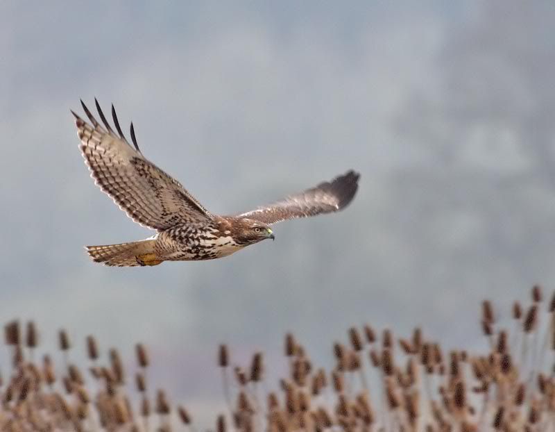 IMAGE: http://i174.photobucket.com/albums/w110/jnbradley3/RNWR/RThawkfly2-1.jpg