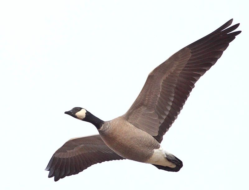 IMAGE: http://i174.photobucket.com/albums/w110/jnbradley3/RNWR/canagoose1-1.jpg