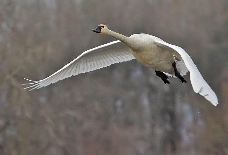 IMAGE: http://i174.photobucket.com/albums/w110/jnbradley3/RNWR/flyswans2-1.jpg