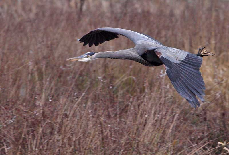 IMAGE: http://i174.photobucket.com/albums/w110/jnbradley3/RNWR/gbbh9-2.jpg