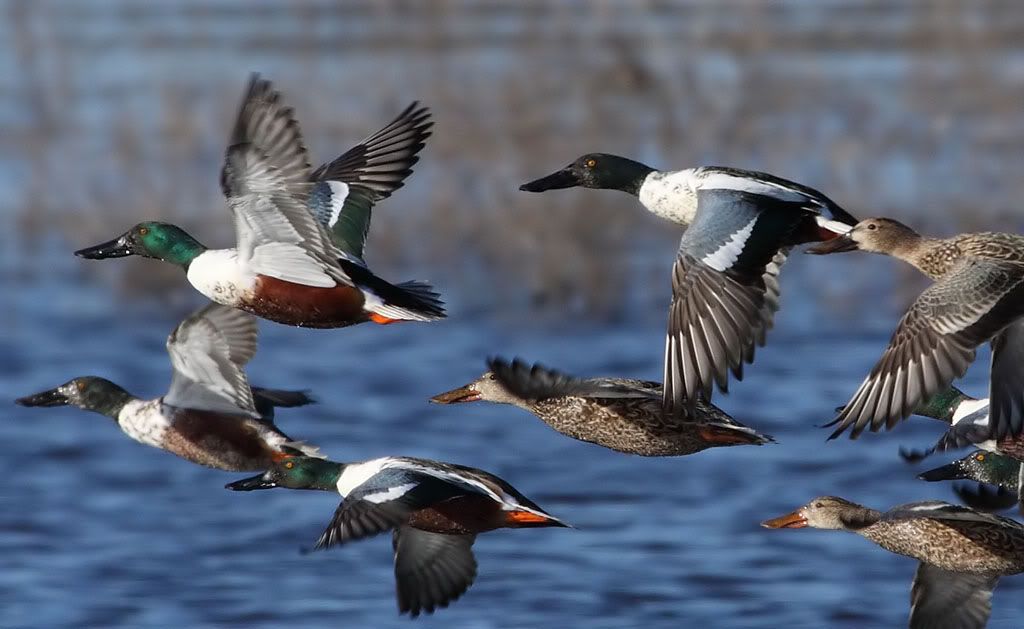 IMAGE: http://i174.photobucket.com/albums/w110/jnbradley3/RNWR/shovelsinflight5-2.jpg