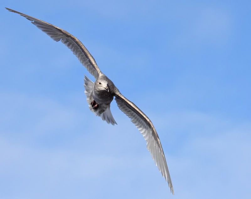 IMAGE: http://i174.photobucket.com/albums/w110/jnbradley3/cgull29-1-1w.jpg