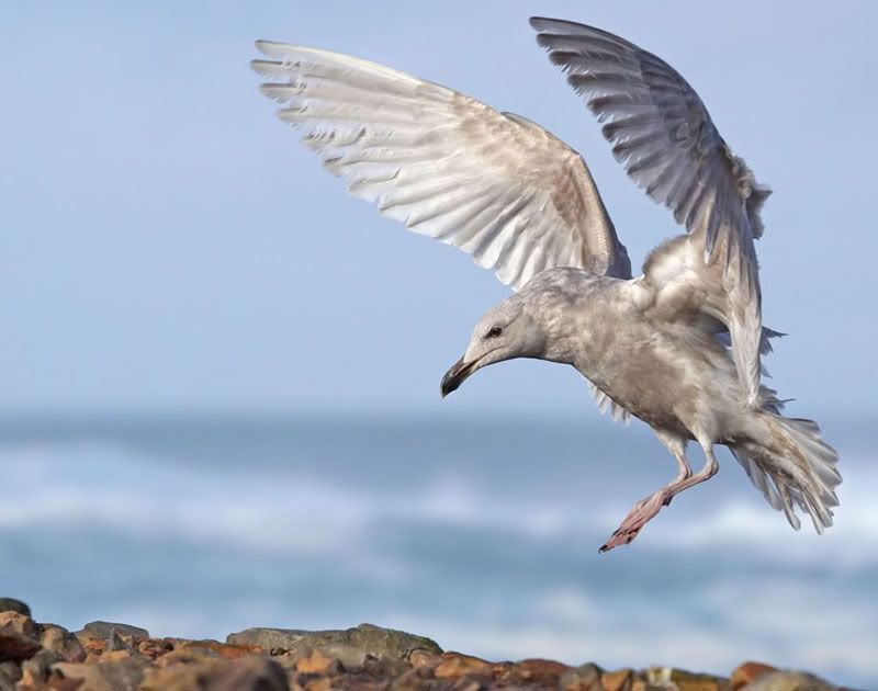 IMAGE: http://i174.photobucket.com/albums/w110/jnbradley3/cgull39-1-1w.jpg