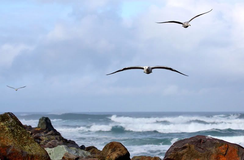 IMAGE: http://i174.photobucket.com/albums/w110/jnbradley3/cgull44-1-1w.jpg