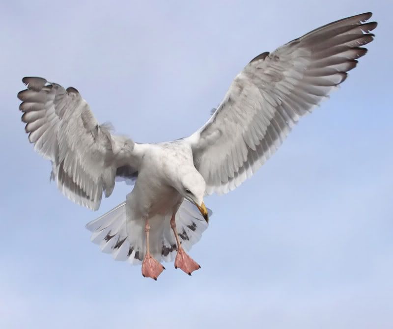 IMAGE: http://i174.photobucket.com/albums/w110/jnbradley3/cgull45-1-1w.jpg