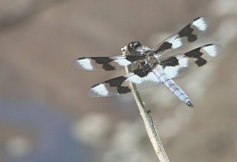 IMAGE: http://i174.photobucket.com/albums/w110/jnbradley3/df6web.jpg