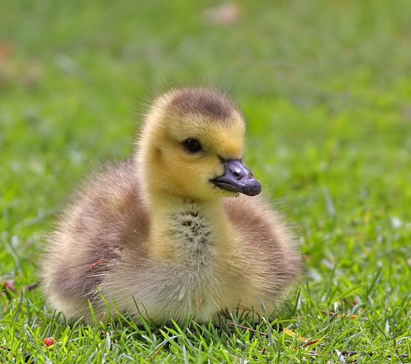 IMAGE: http://i174.photobucket.com/albums/w110/jnbradley3/goosling121.jpg