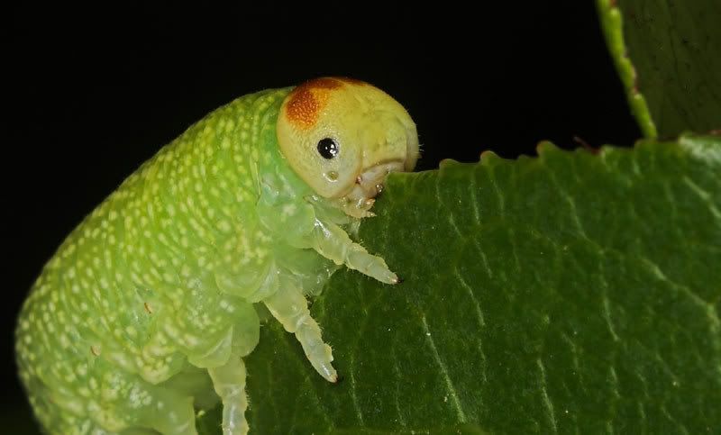 IMAGE: http://i174.photobucket.com/albums/w110/jnbradley3/greencat-21.jpg